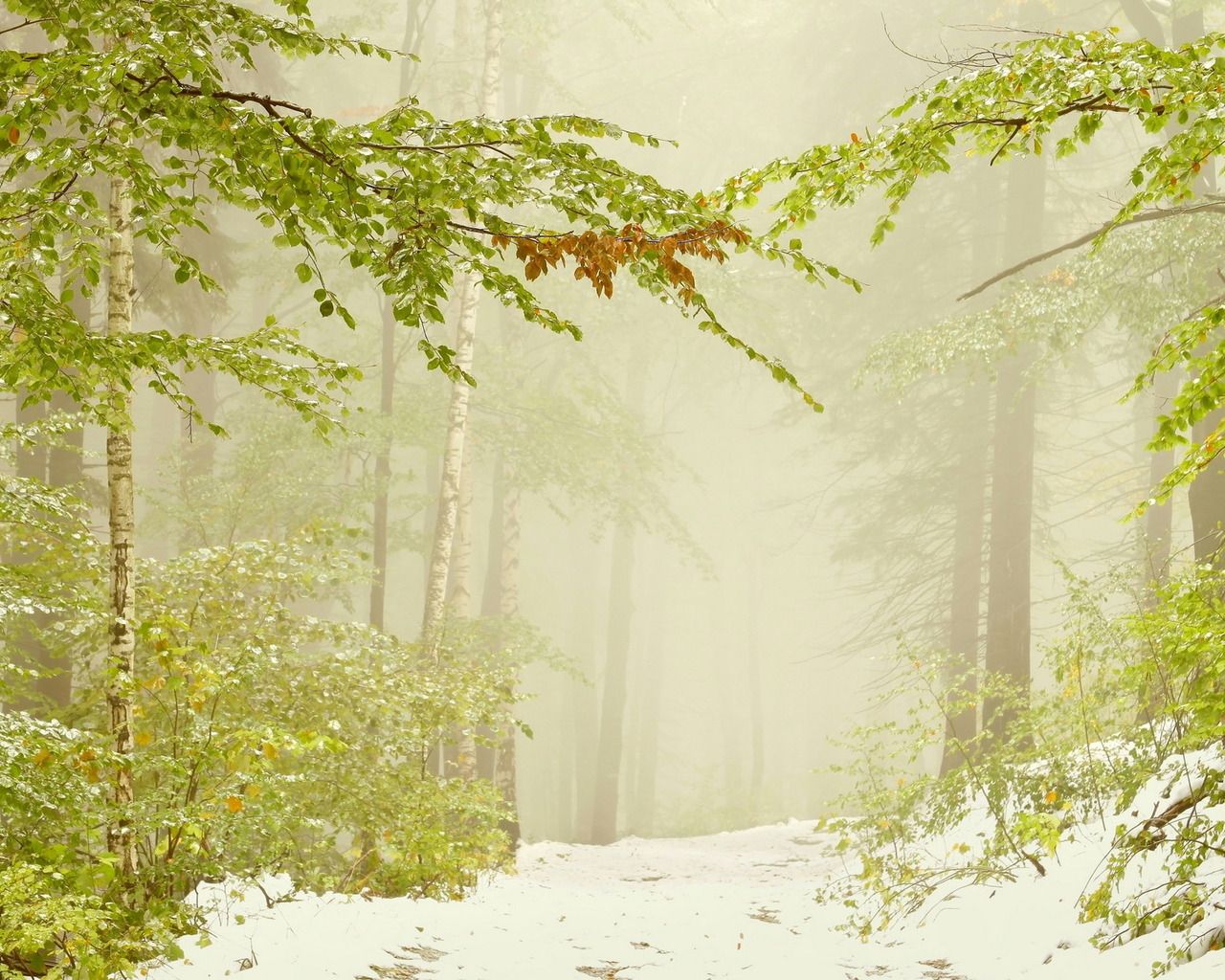 Ранний снег