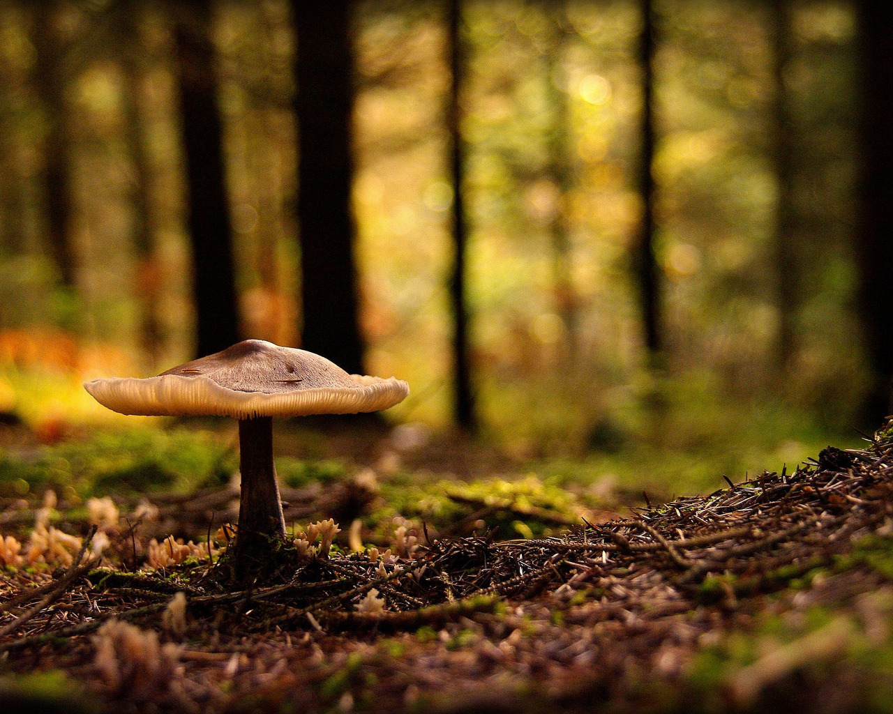 Лесная поганка