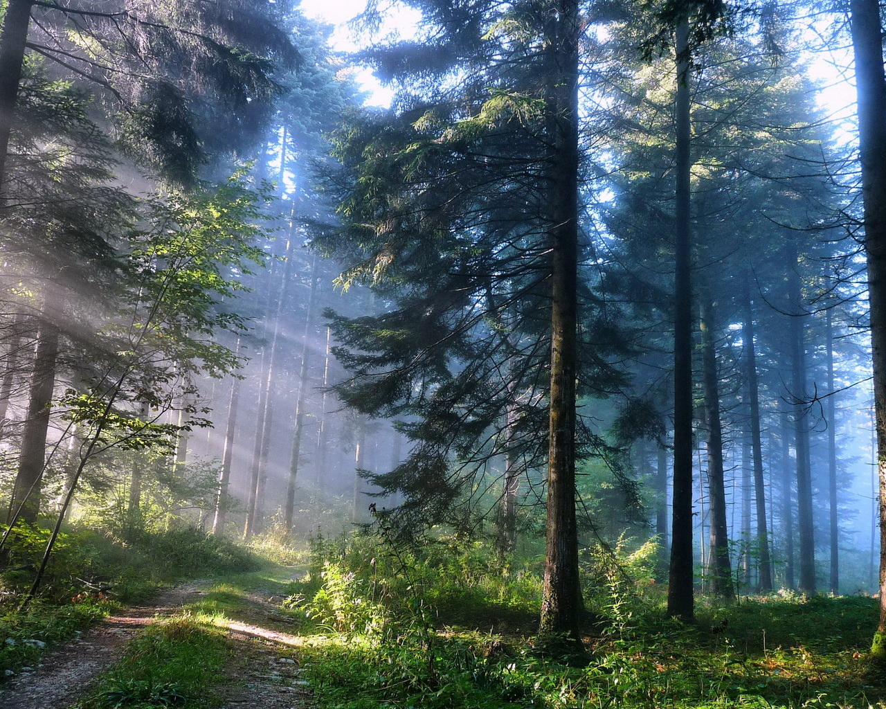 Лесная дорожка