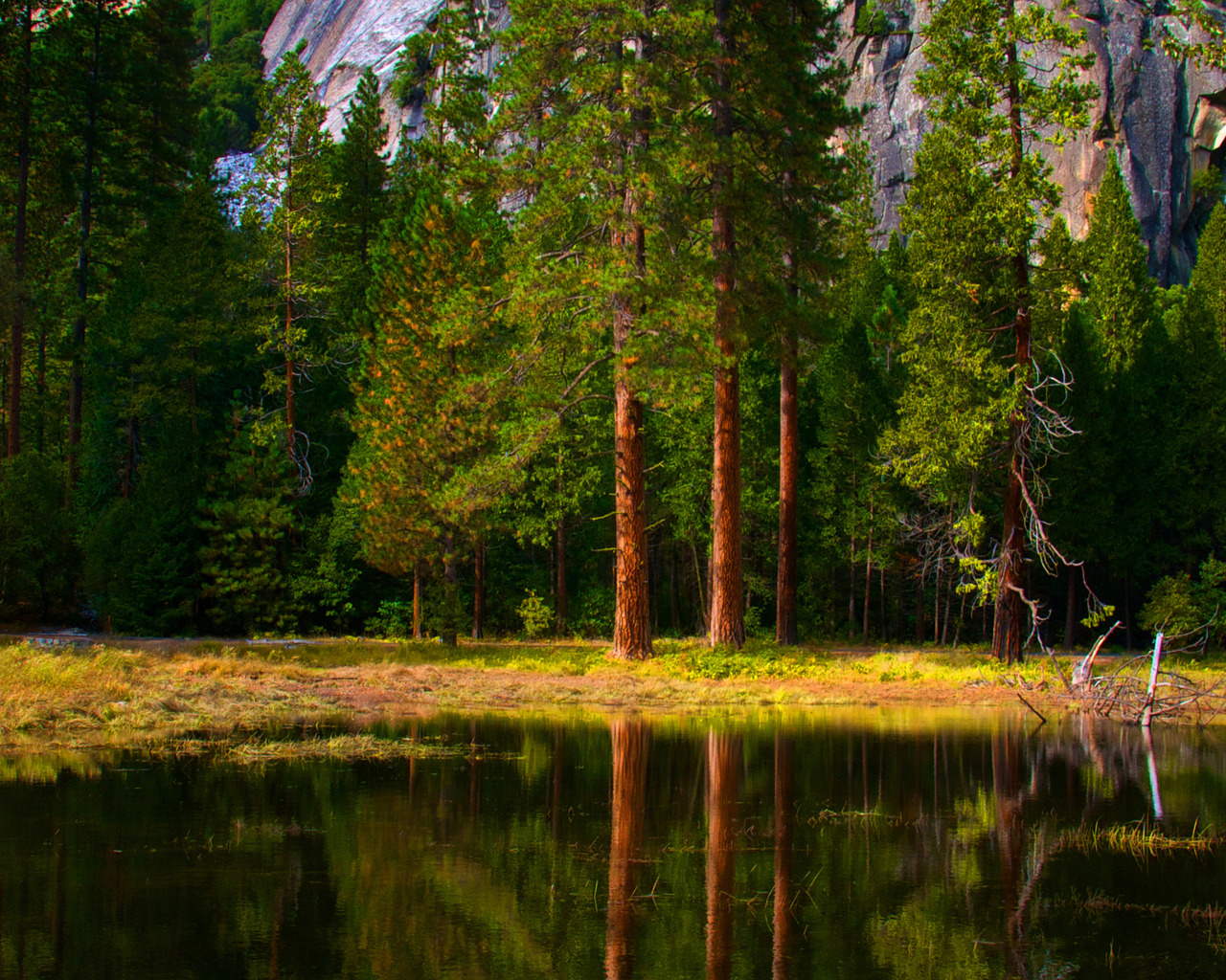 Зеленый лес