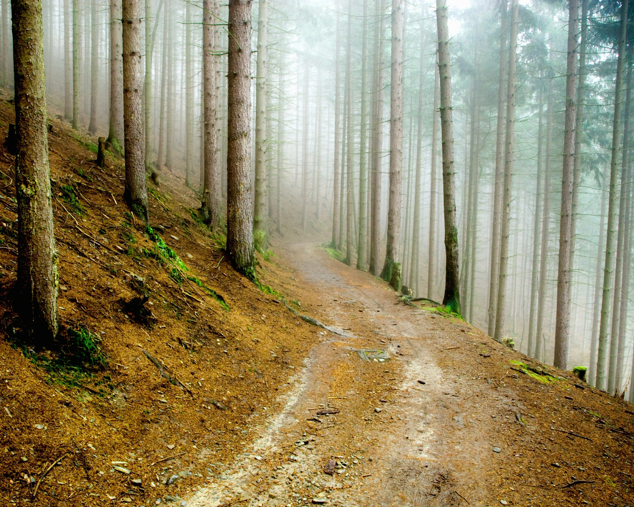 В сосновом лесу