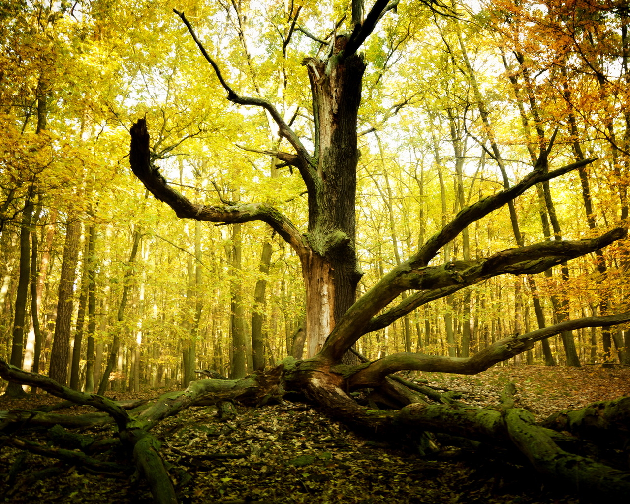 Старое дерево
