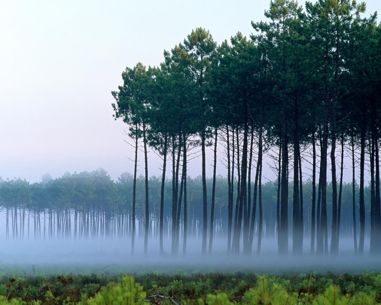 Сосны среди тумана