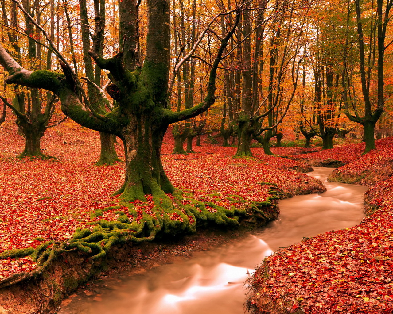 Красный лес