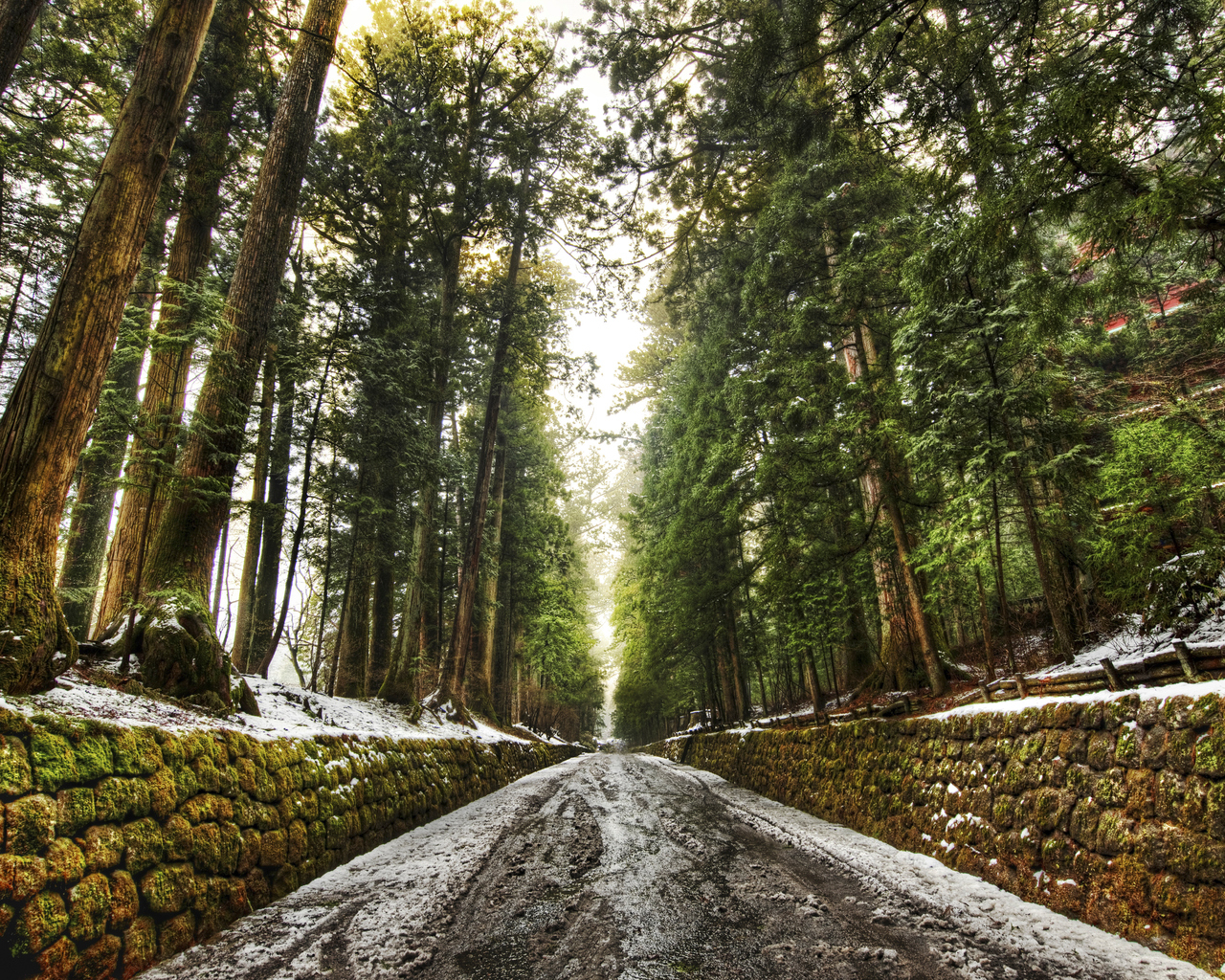 Дорога в лесу