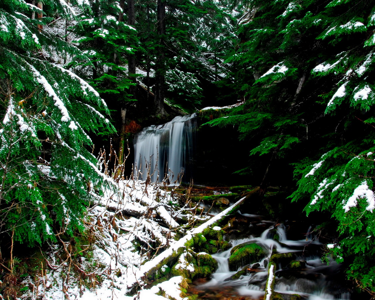 Ручей в лесу