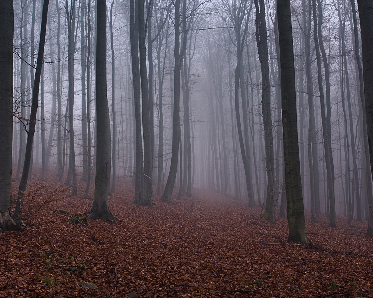 Опавшие листья