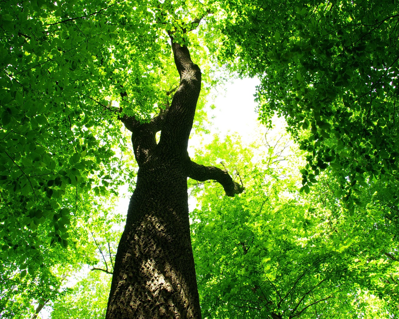 Царство зелени