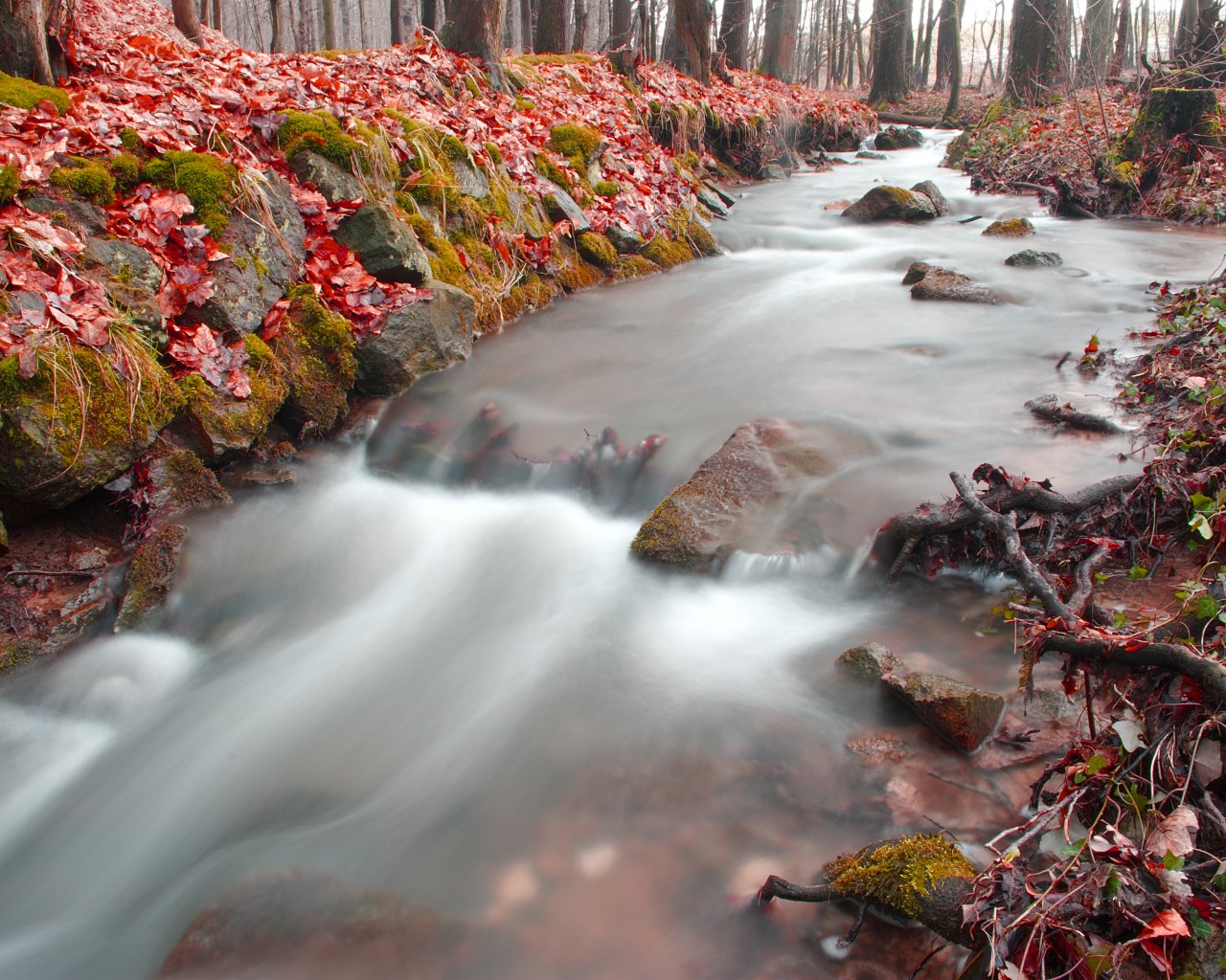 Лесная река