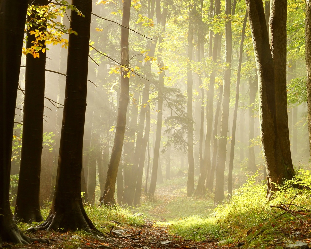 Тропа в лучах солнца
