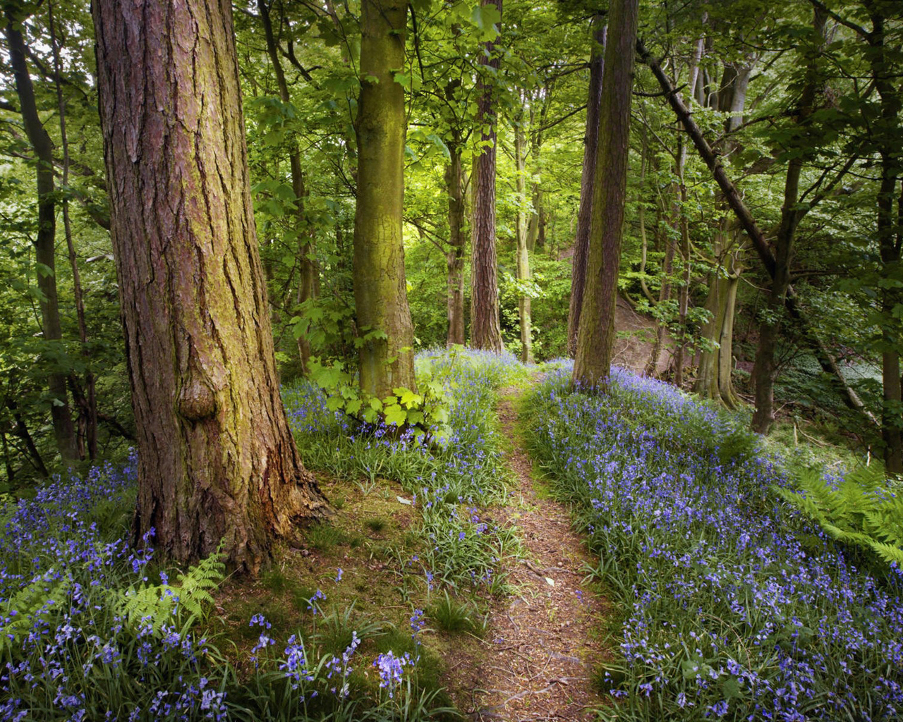 Лес как в сказке