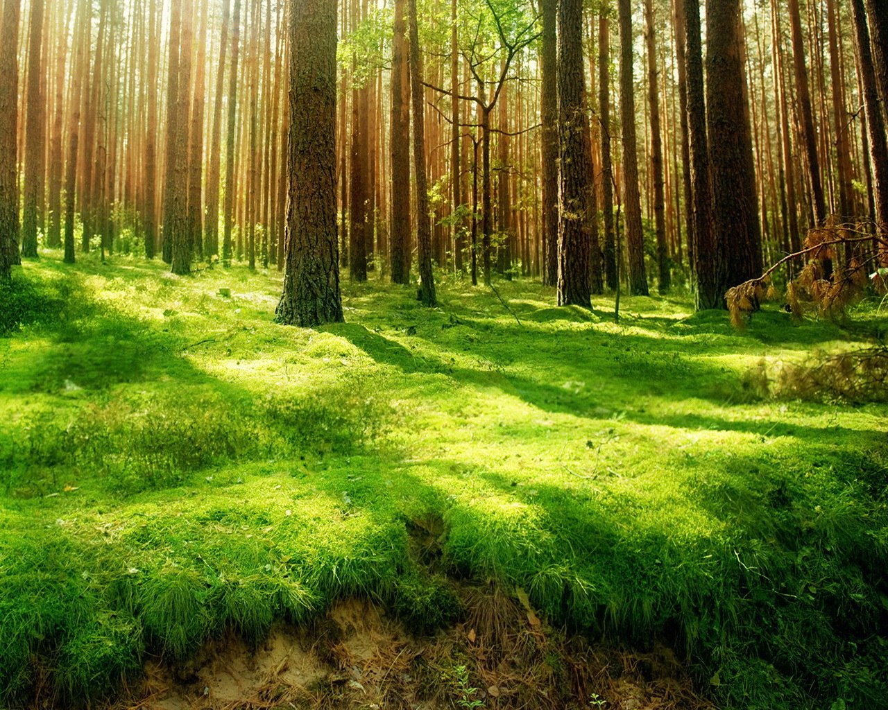 Хвойный лес