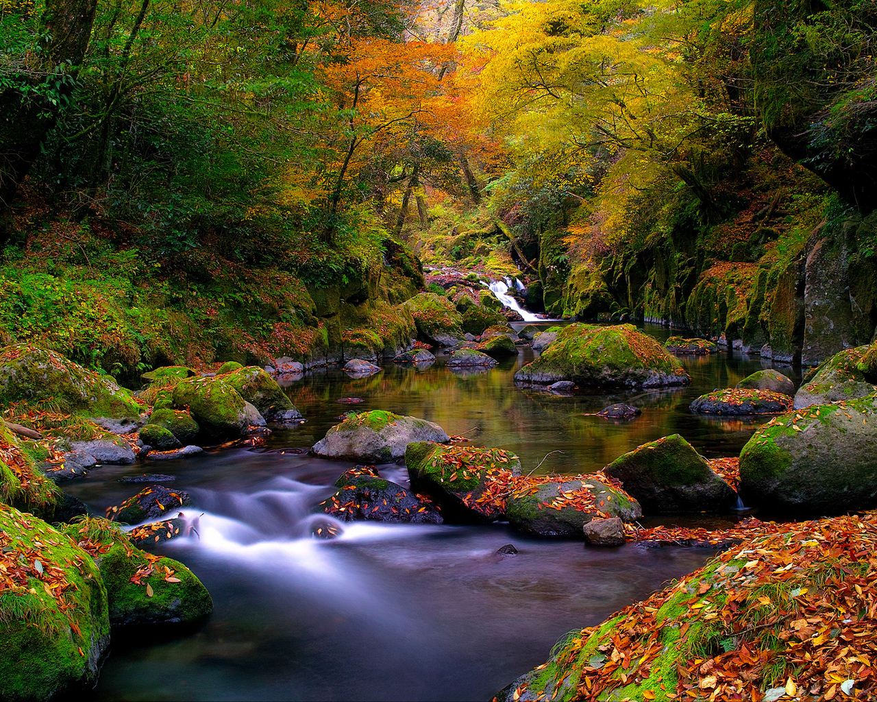 Ручей в лесу