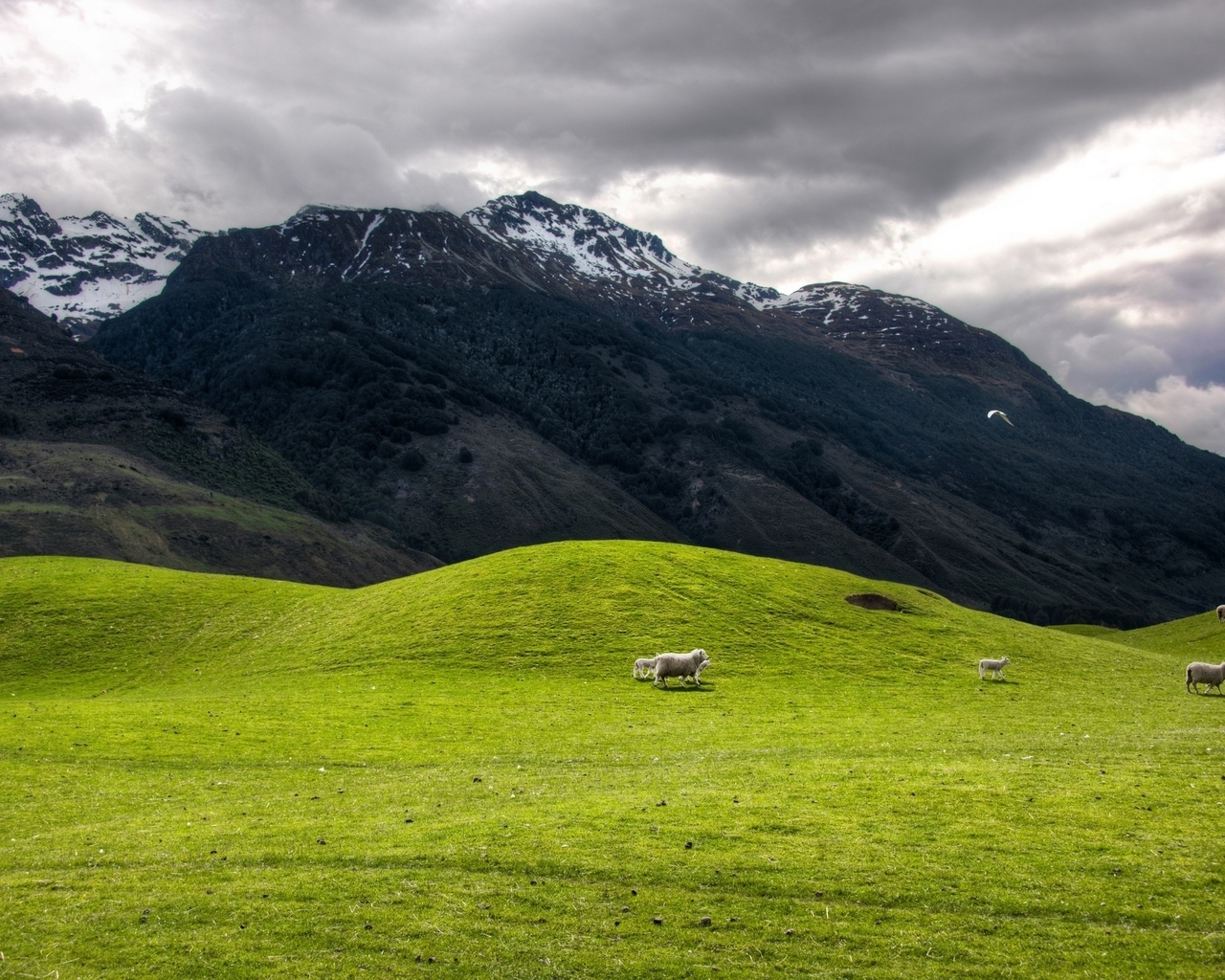 Высокогорное пастбище