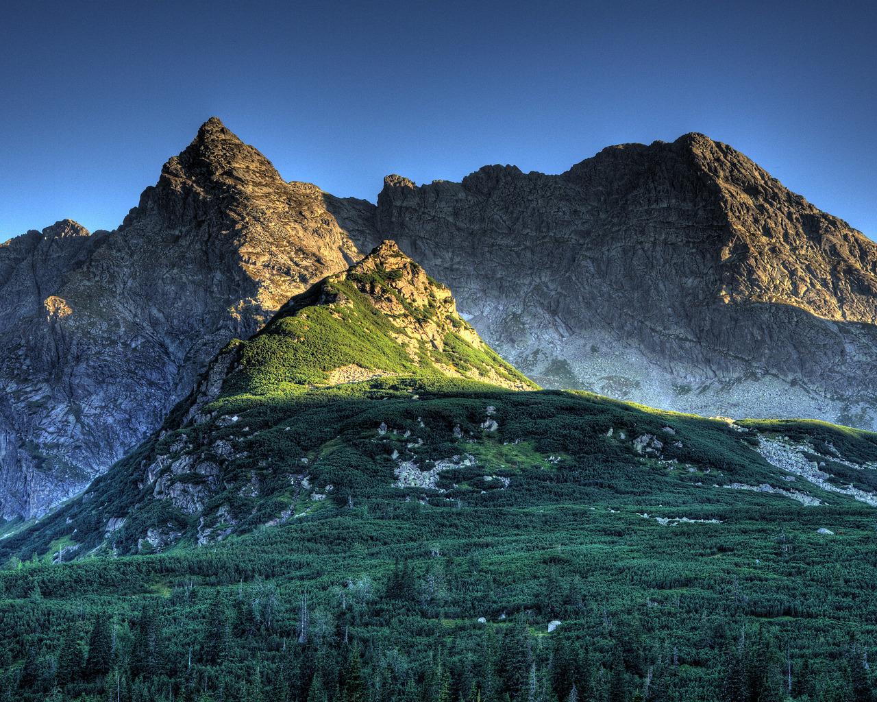 Лес в горах