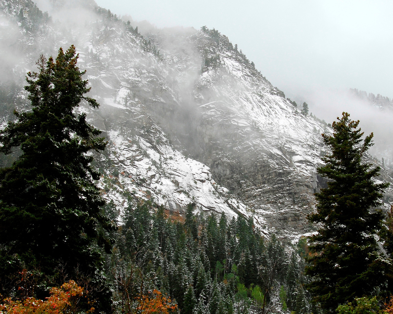 Лес на горных склонах