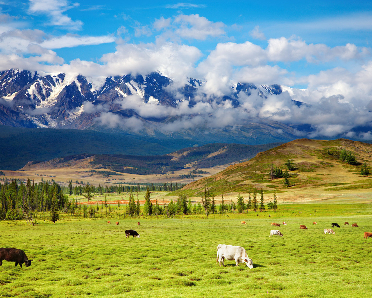 Пастбище у подножия