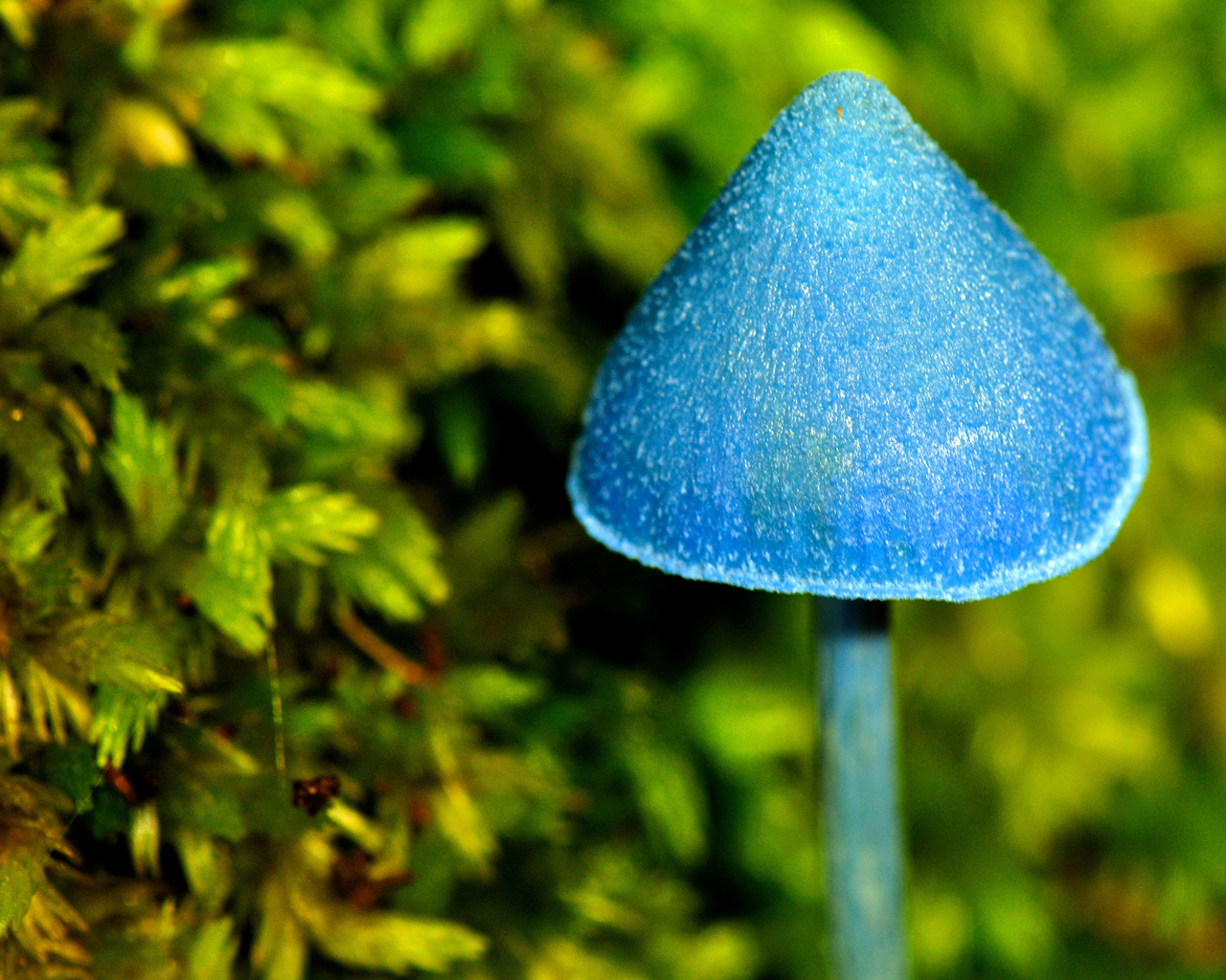 Синий грибочек