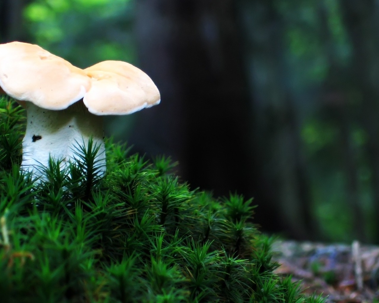 Одинокий гриб