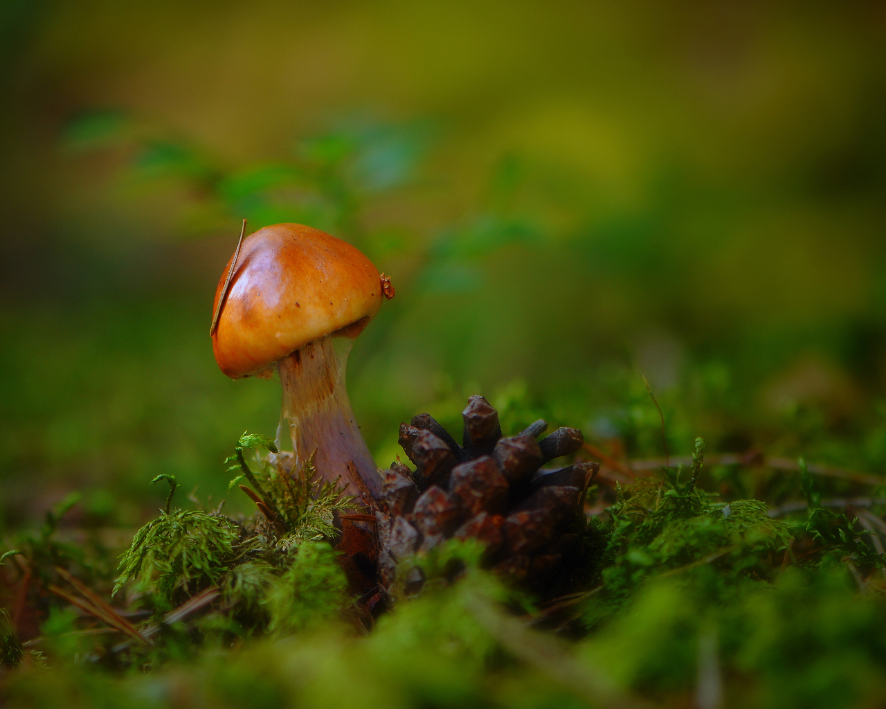 Гриб и шишка