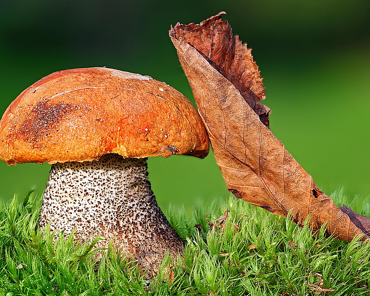 Подосиновик