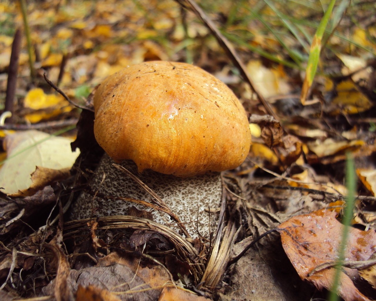 Подосиновик