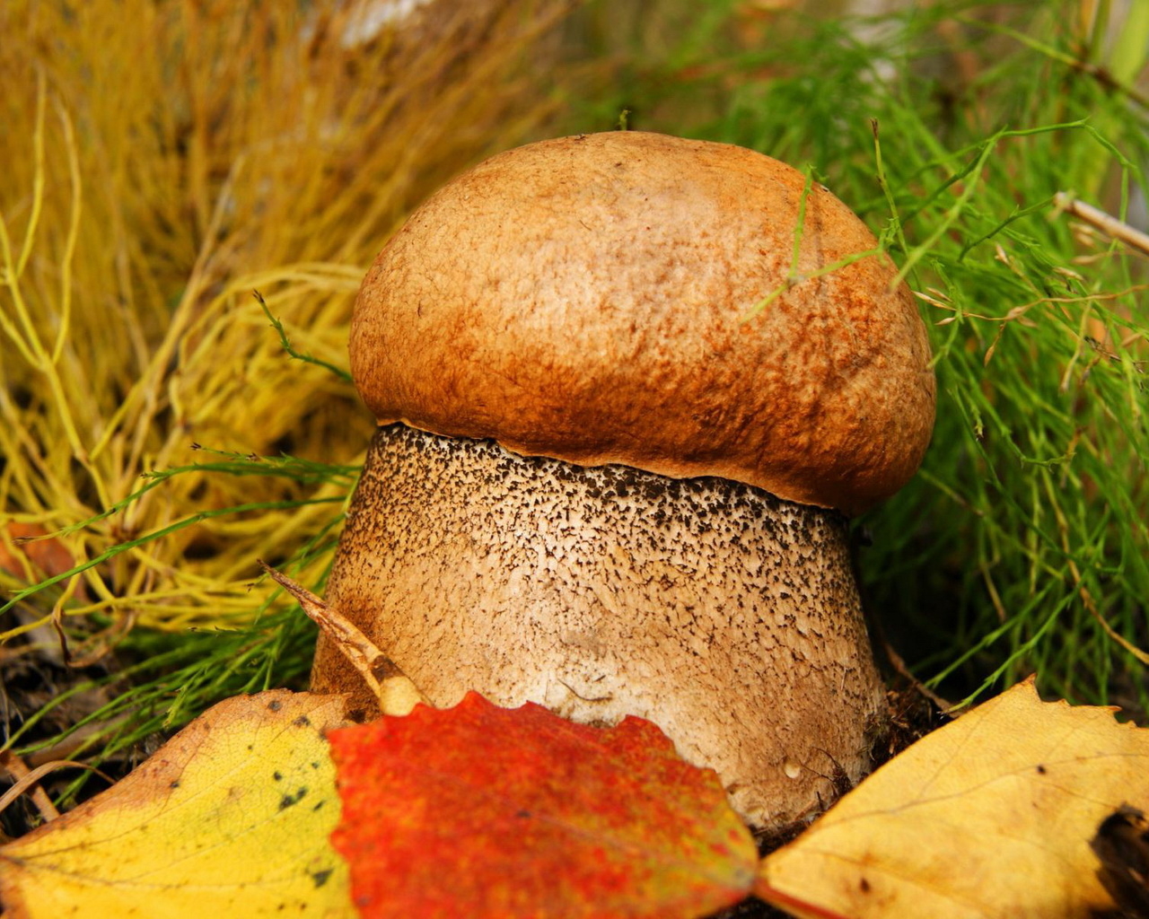 Толстенький грибочек