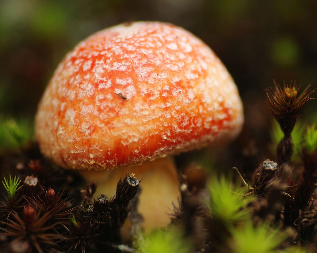 Маленький мухомор