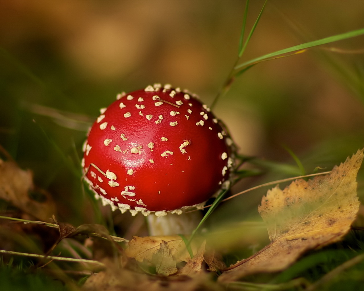 Маленький мухомор