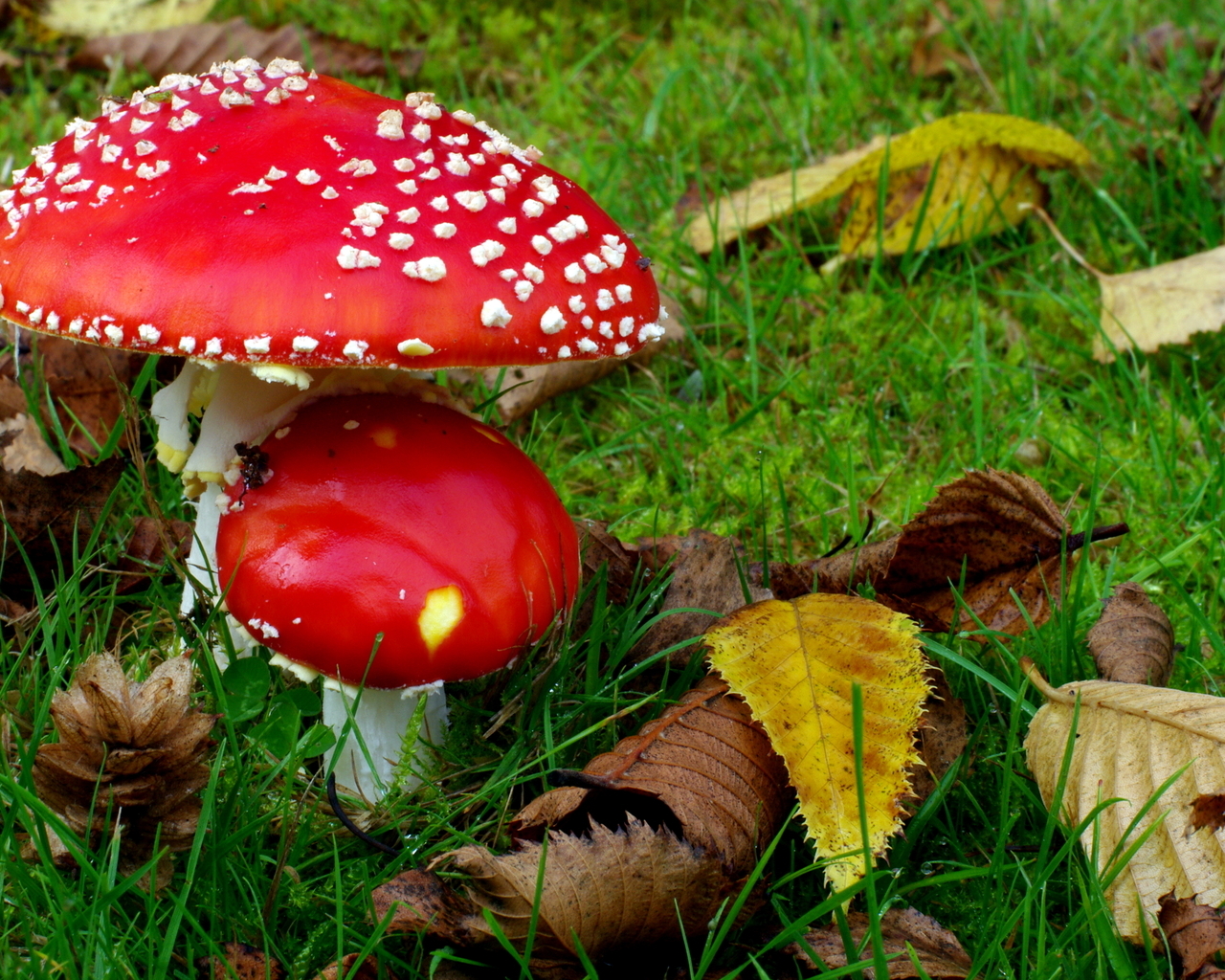 Два мухамора