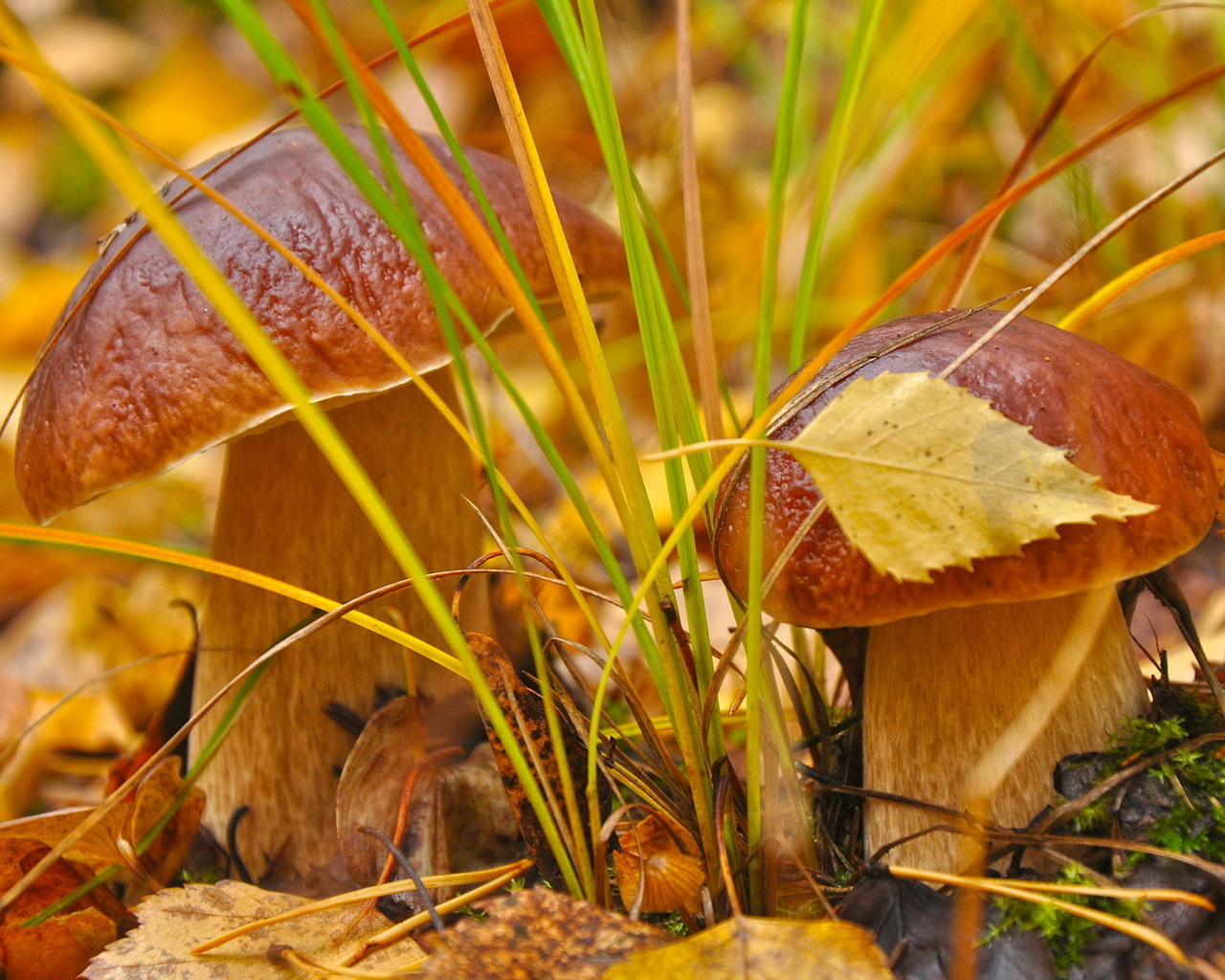 Белые грибы