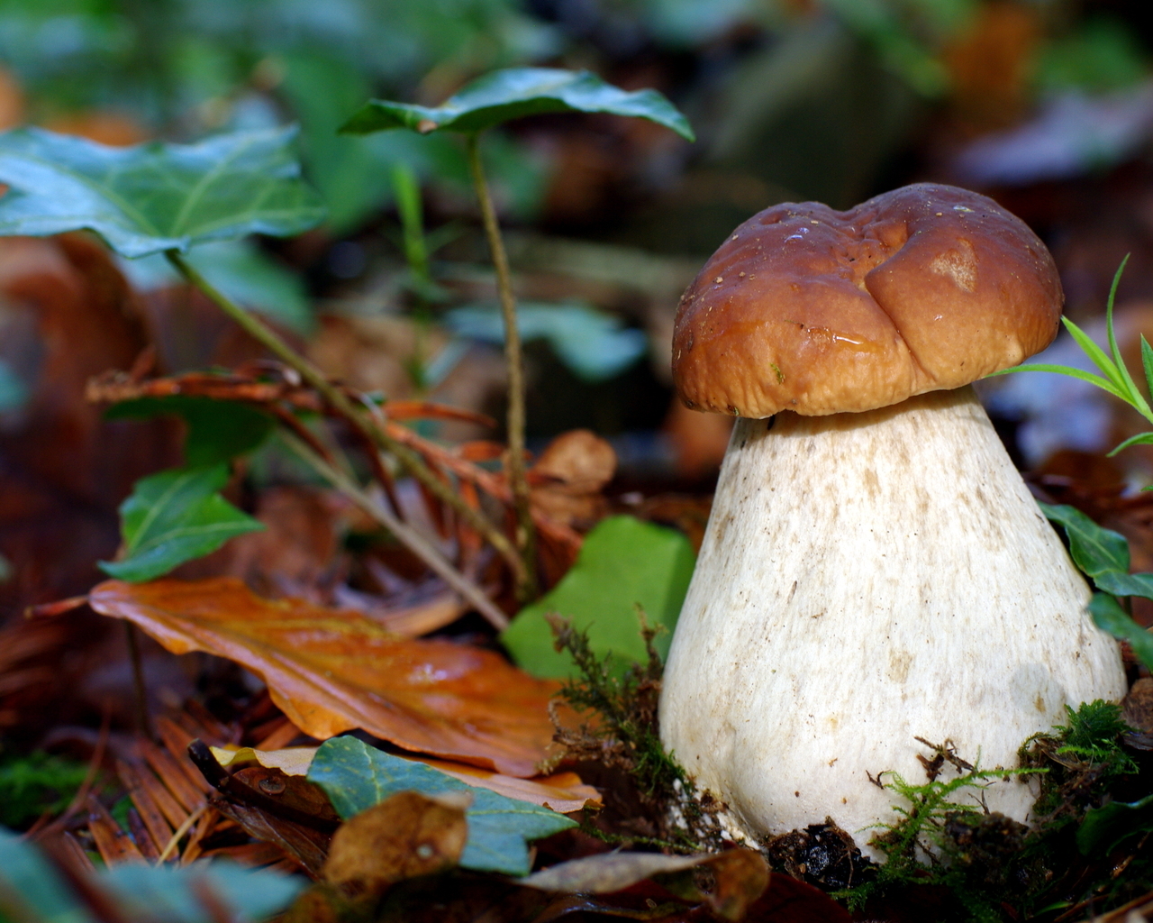 гриб Боровик