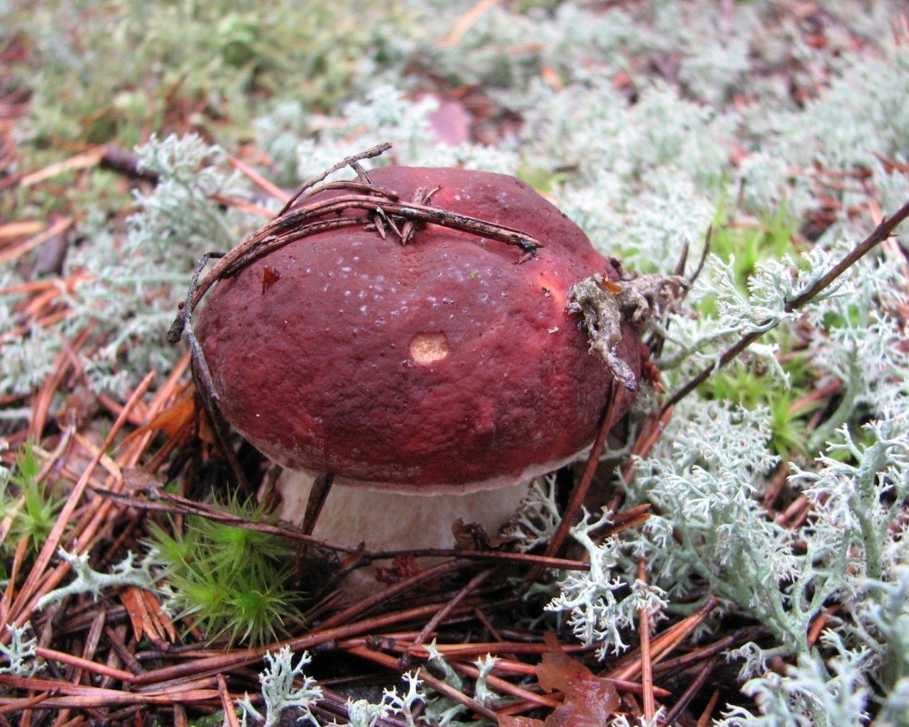 гриб Боровик