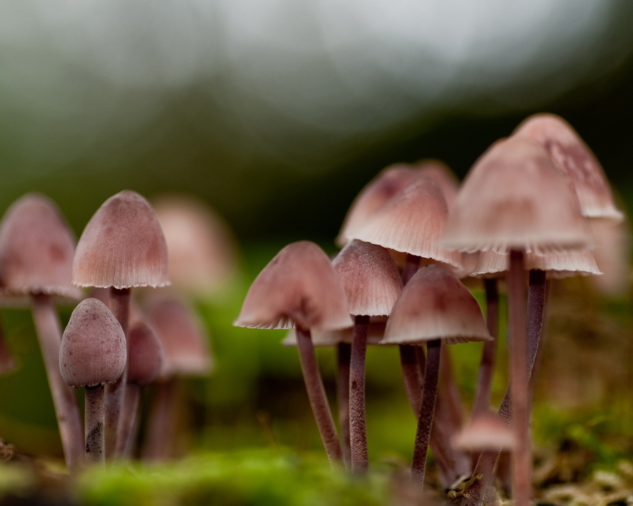 грибница Поганок