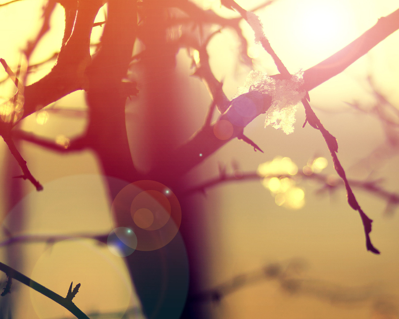 Ветки в бликах солнца