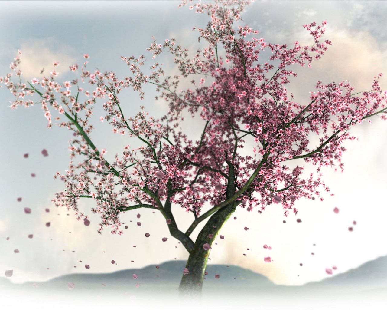 Цветущая сакура