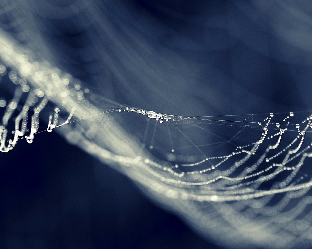 Капли на паутине