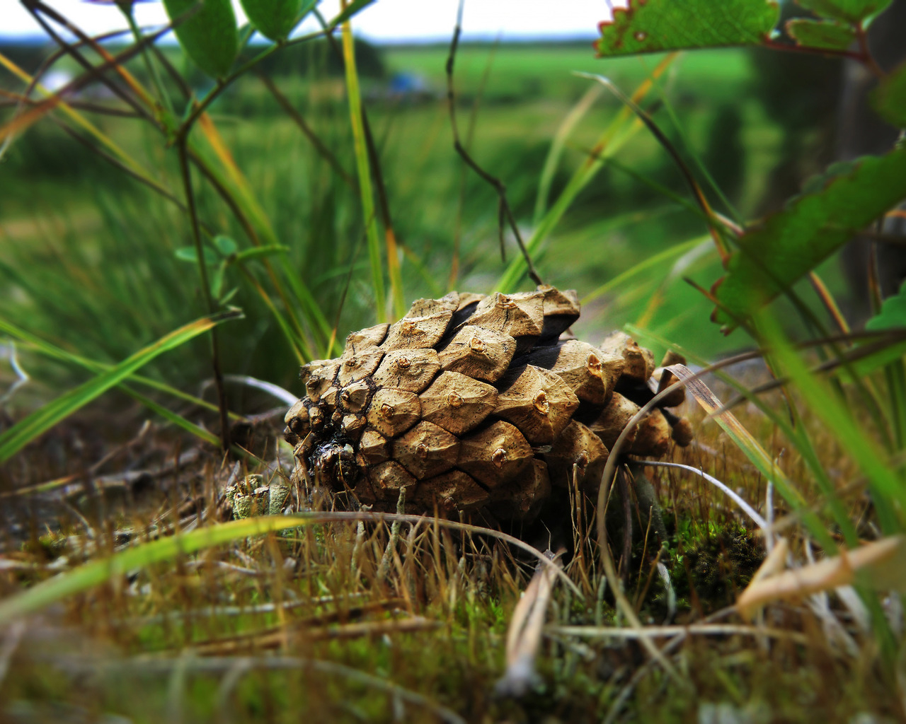 Упавшая шишка