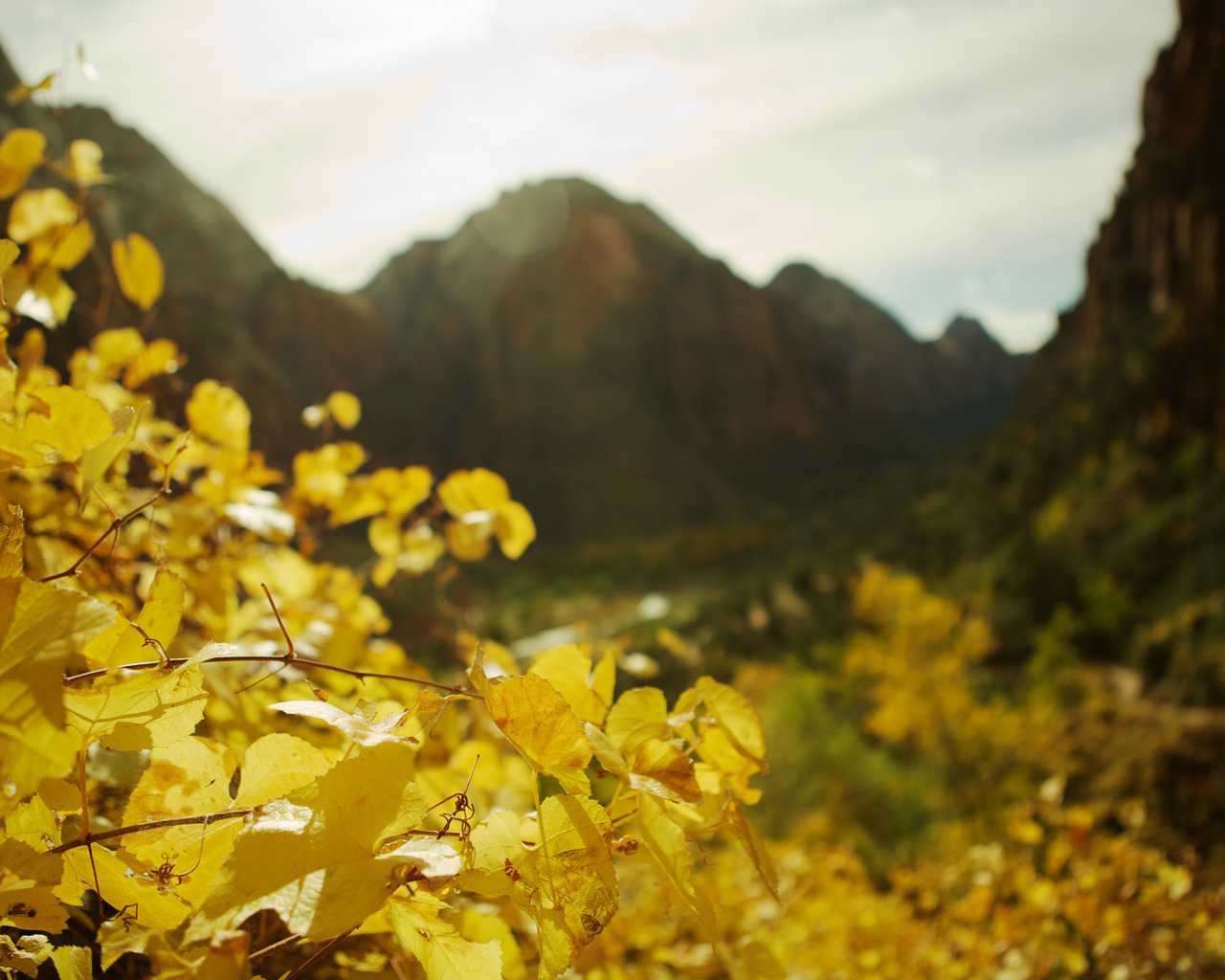 В фокусе желтые листья