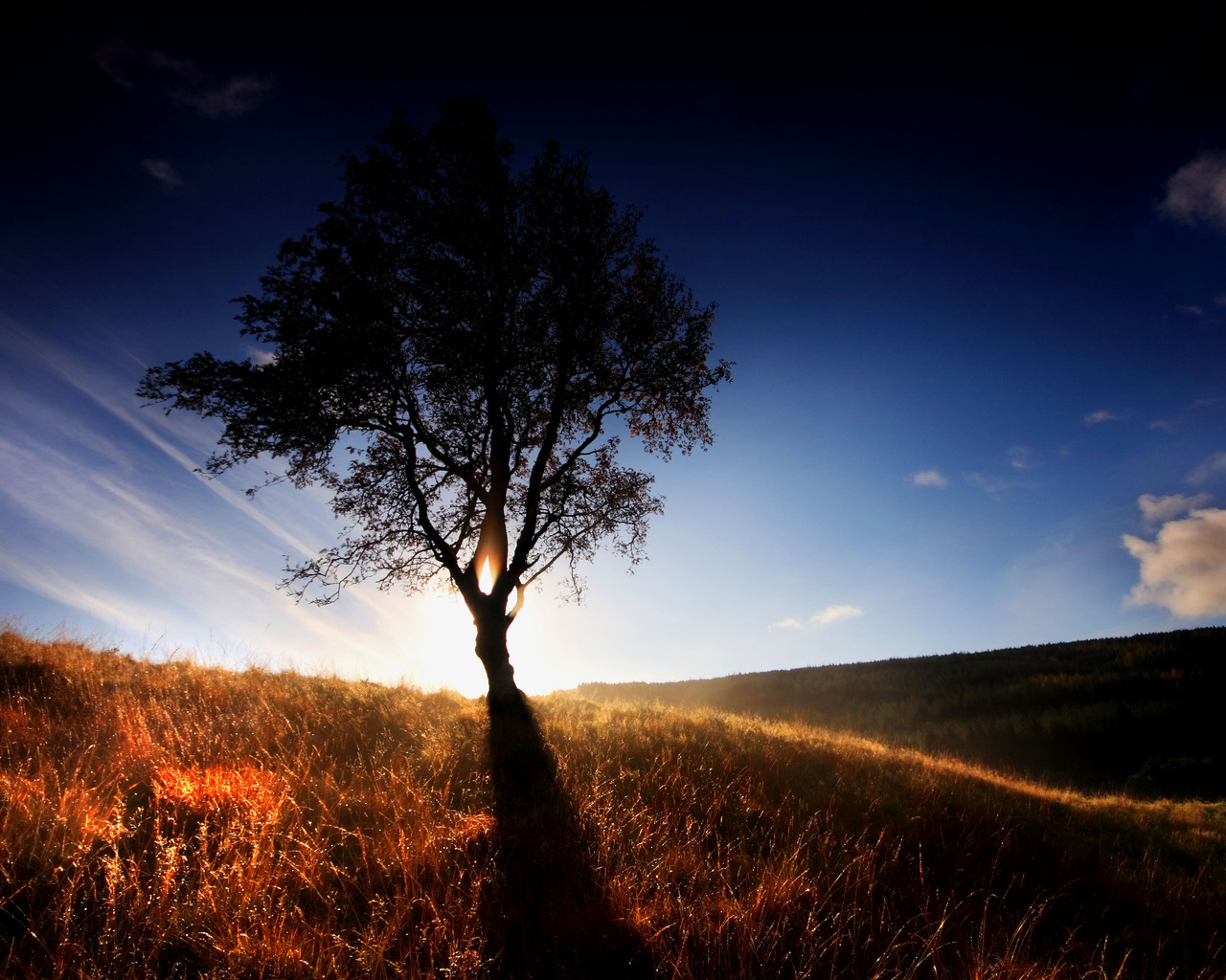 Одинокое дерево