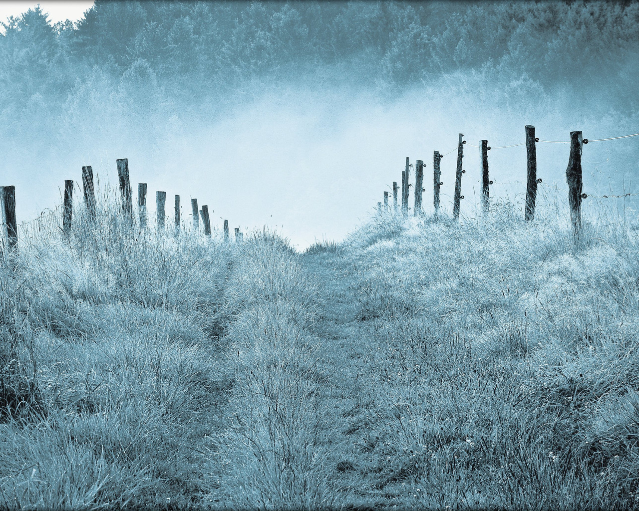 Туманным утром