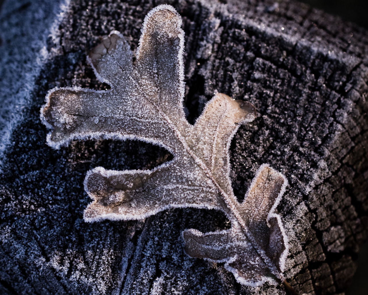 Утренний иней, макро