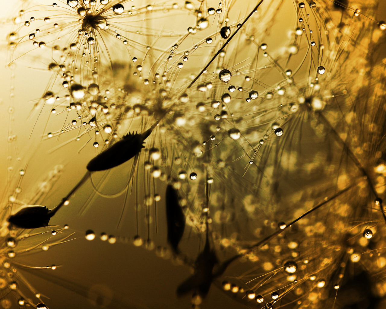 Бусинки дождя