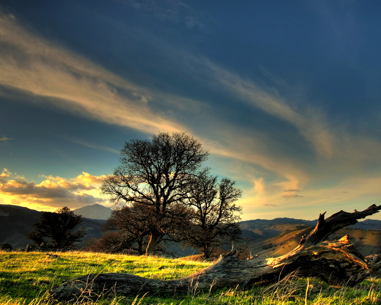 Коряга на холме