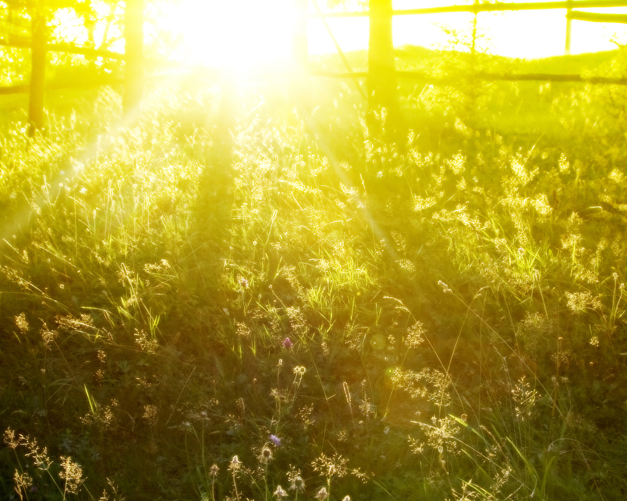 Солнечное утро