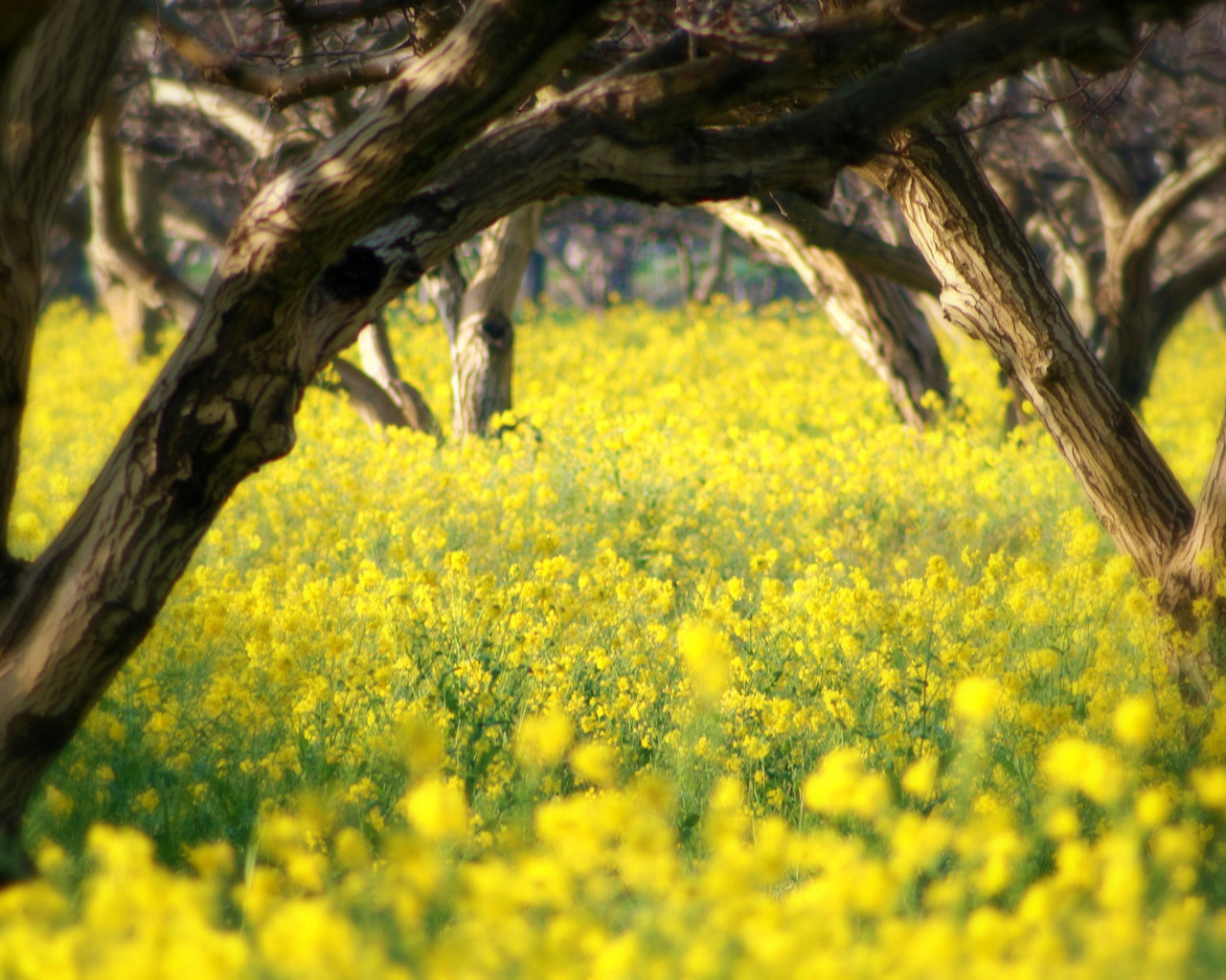 Летний сад в цветах