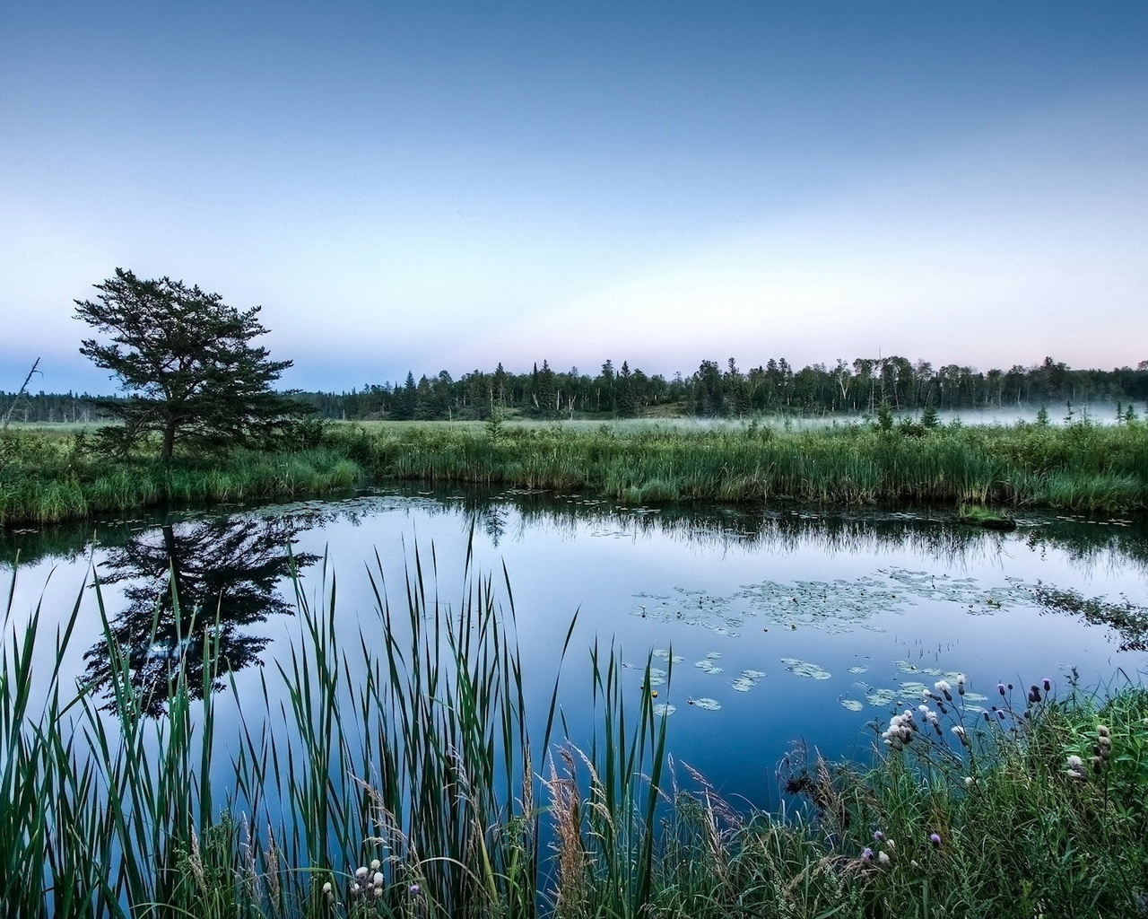 Болотистые места