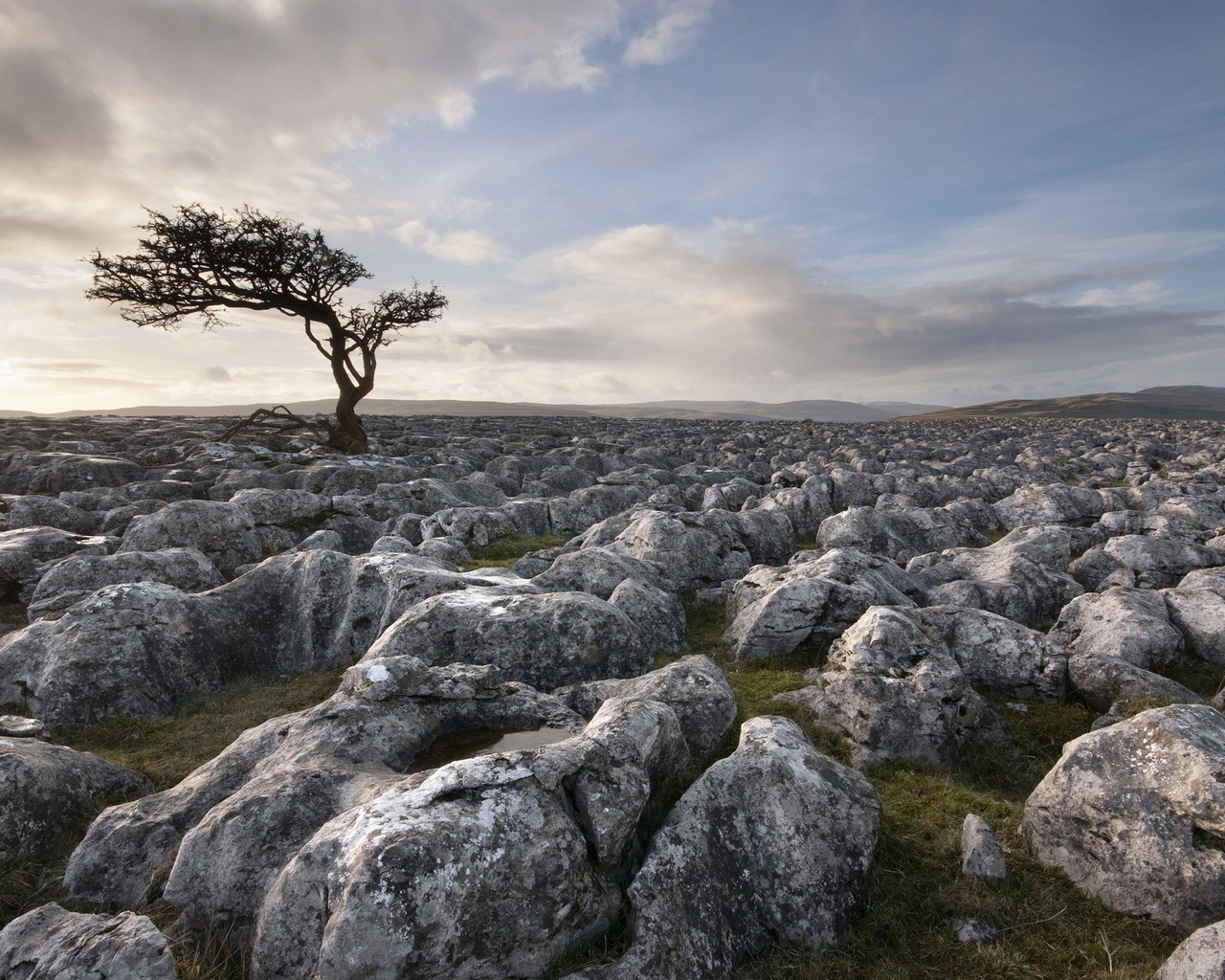 Дерево среди камней