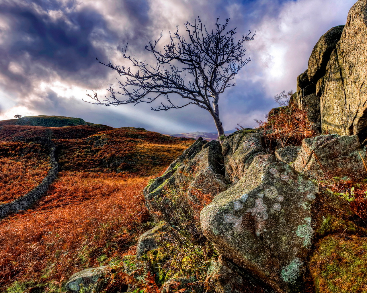 Дерево в камнях