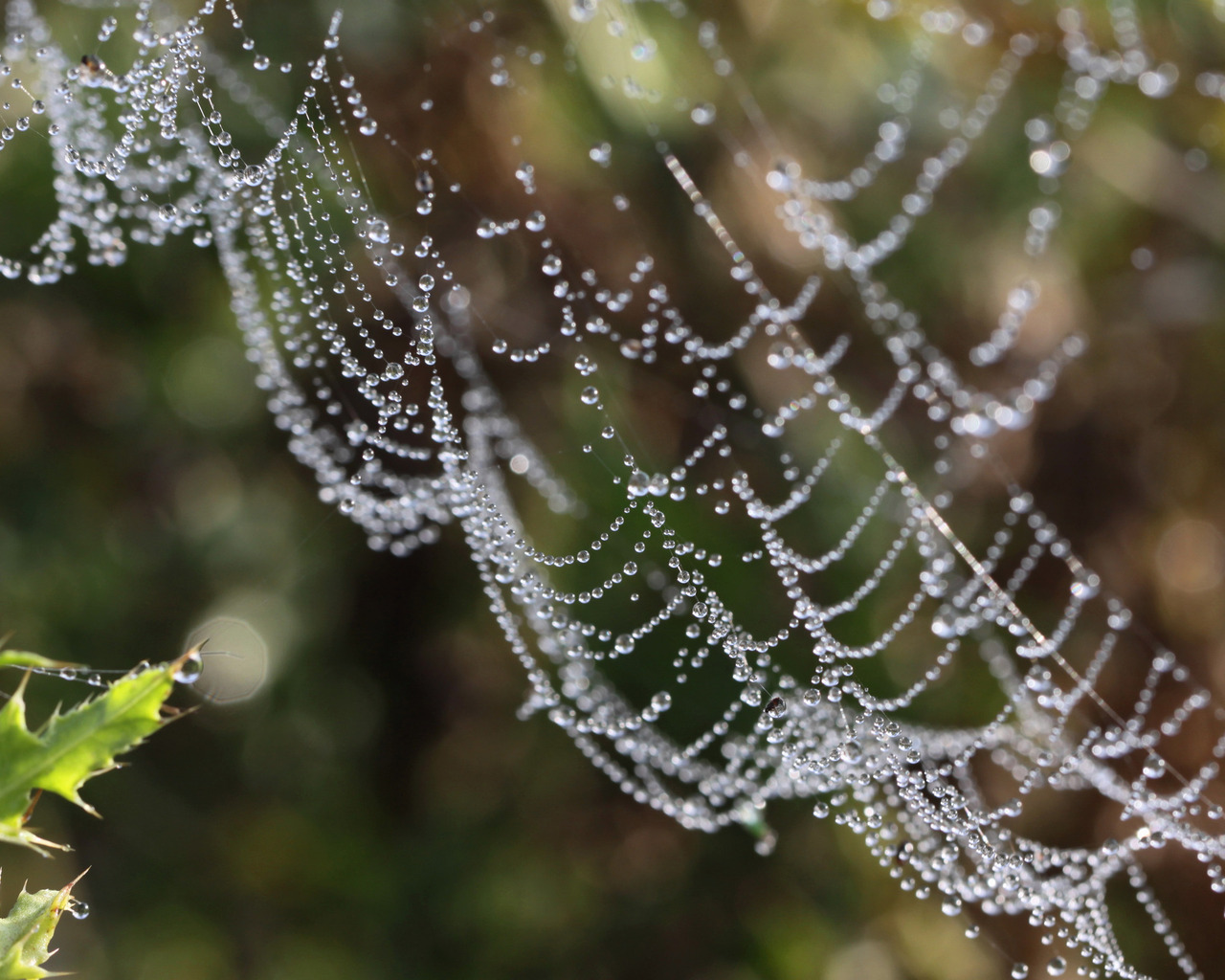 Водяные бусы